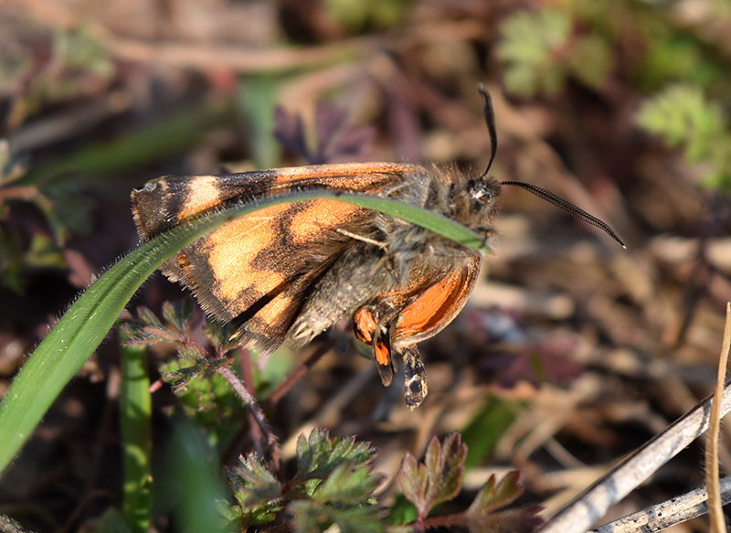 Sfarfallamenti di Boudinotiana notha - Geometridae